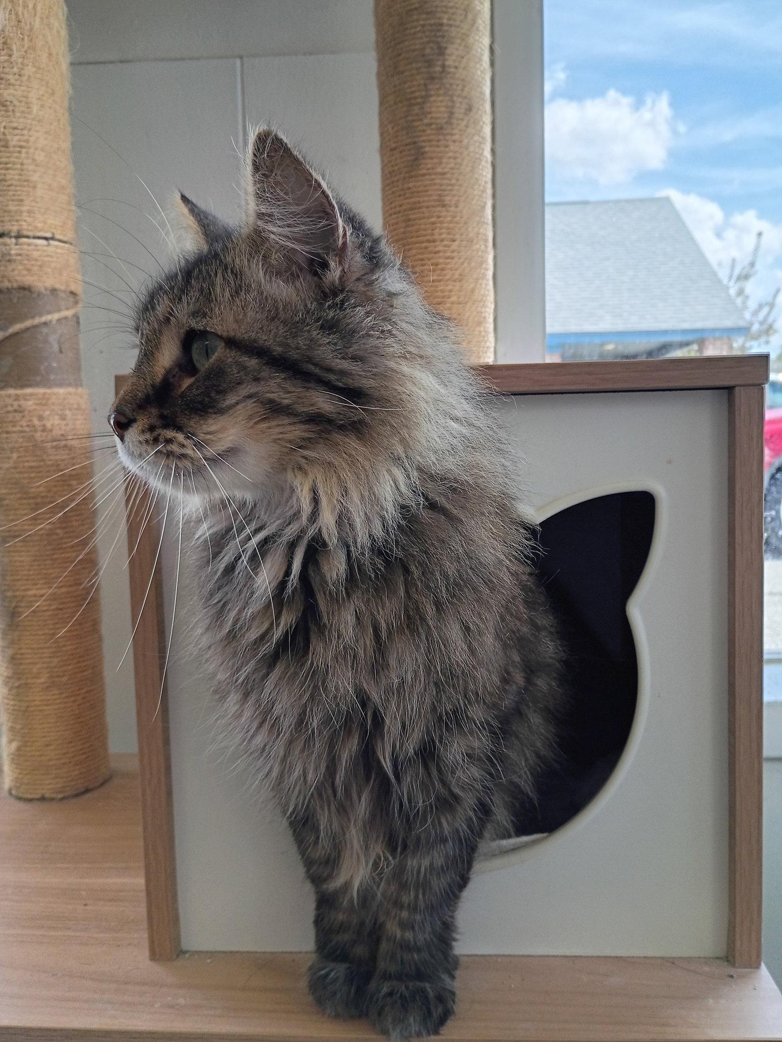 Enlarge King Lear, a Adoptable mixed breed in Greenfield, IN image 3/3