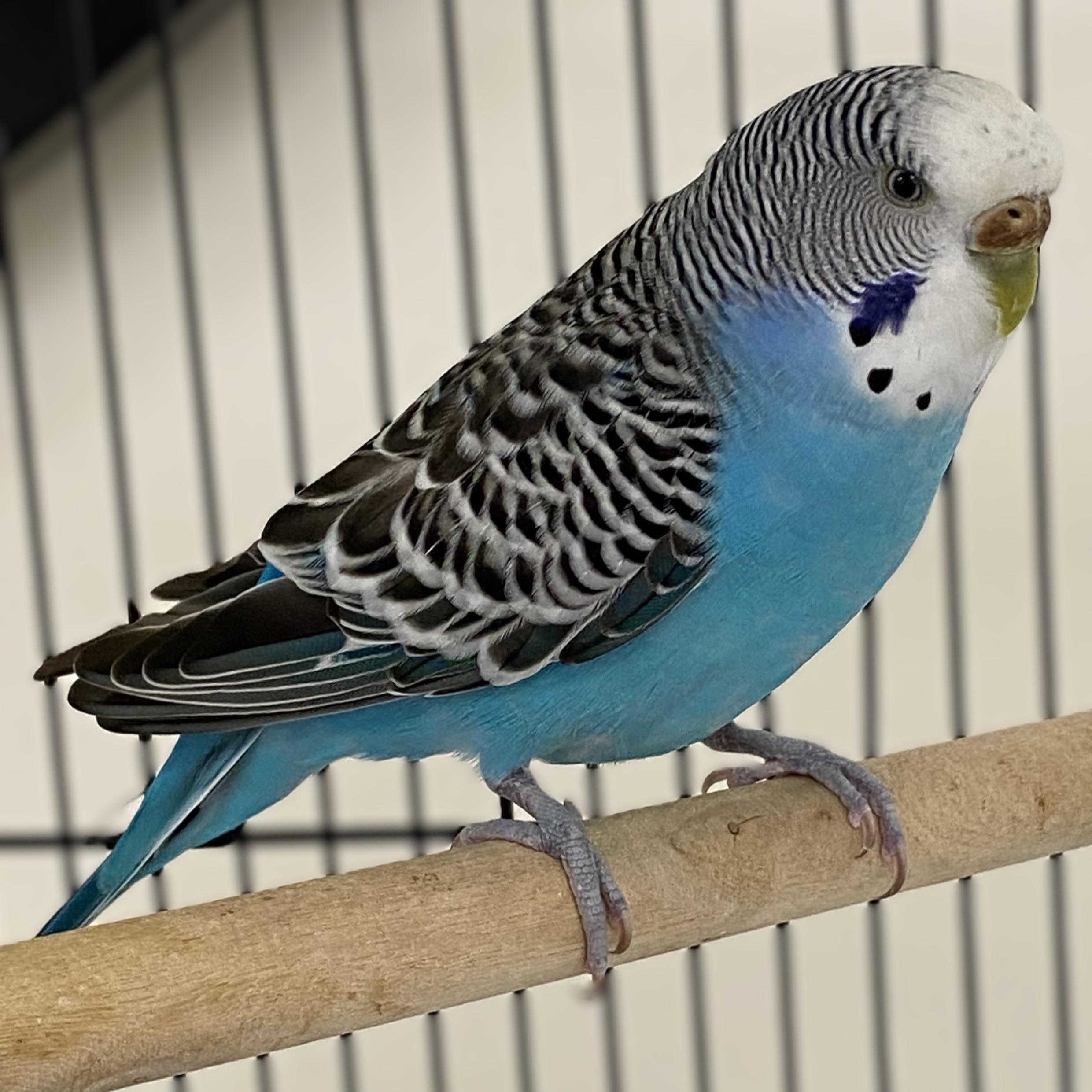 Sweety- #49513, Adoptable, Adult Female Parakeet (Other).