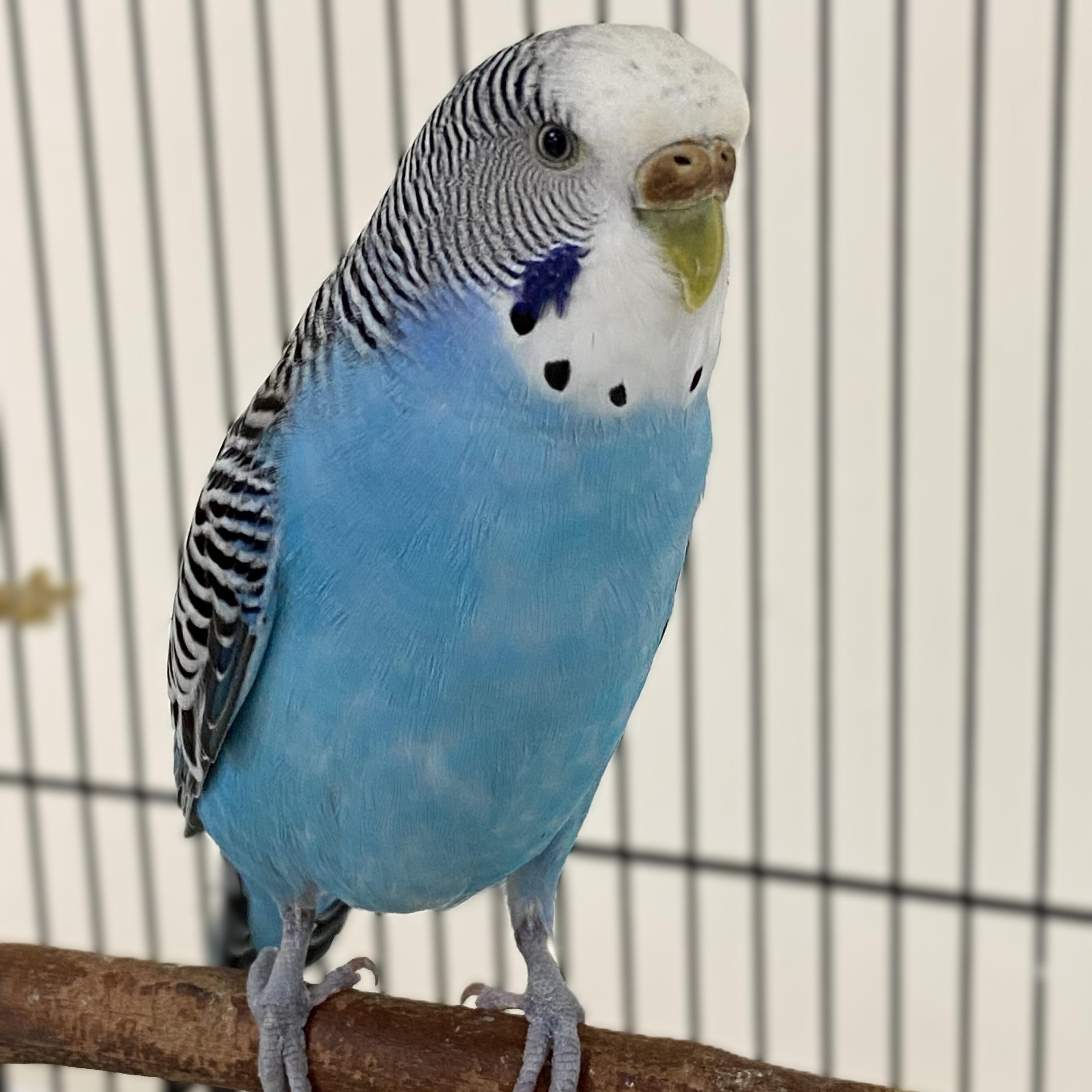 Enlarge Sweety- #49513, a Adoptable Parakeet (Other) in Columbia, MD image 4/4