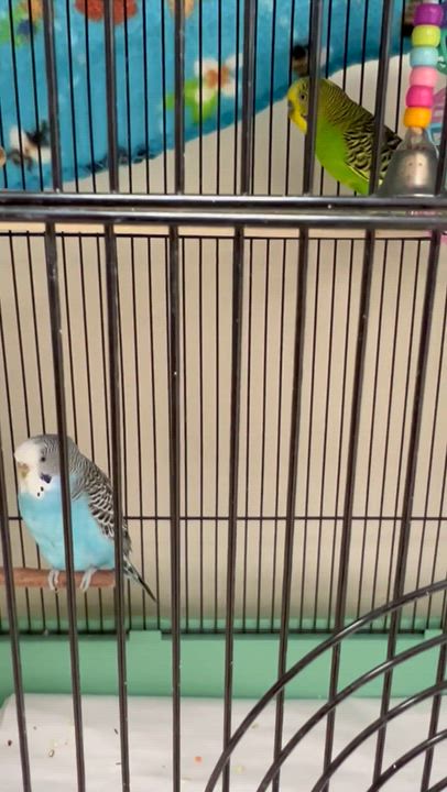 Enlarge Sweety- #49513, a Adoptable Parakeet (Other) in Columbia, MD video 2/4