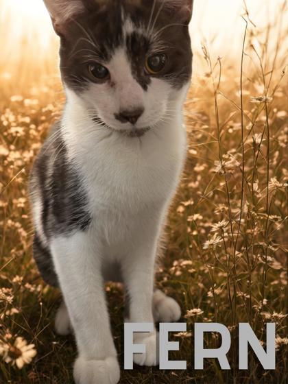 Enlarge Fern , a ADOPTABLE Domestic Short Hair in Orleans, VT image 1/1