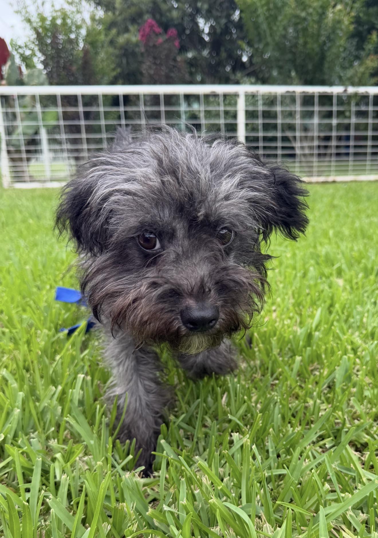 Heiress, a ADOPTABLE mixed breed in Westerly, RI image 3/3