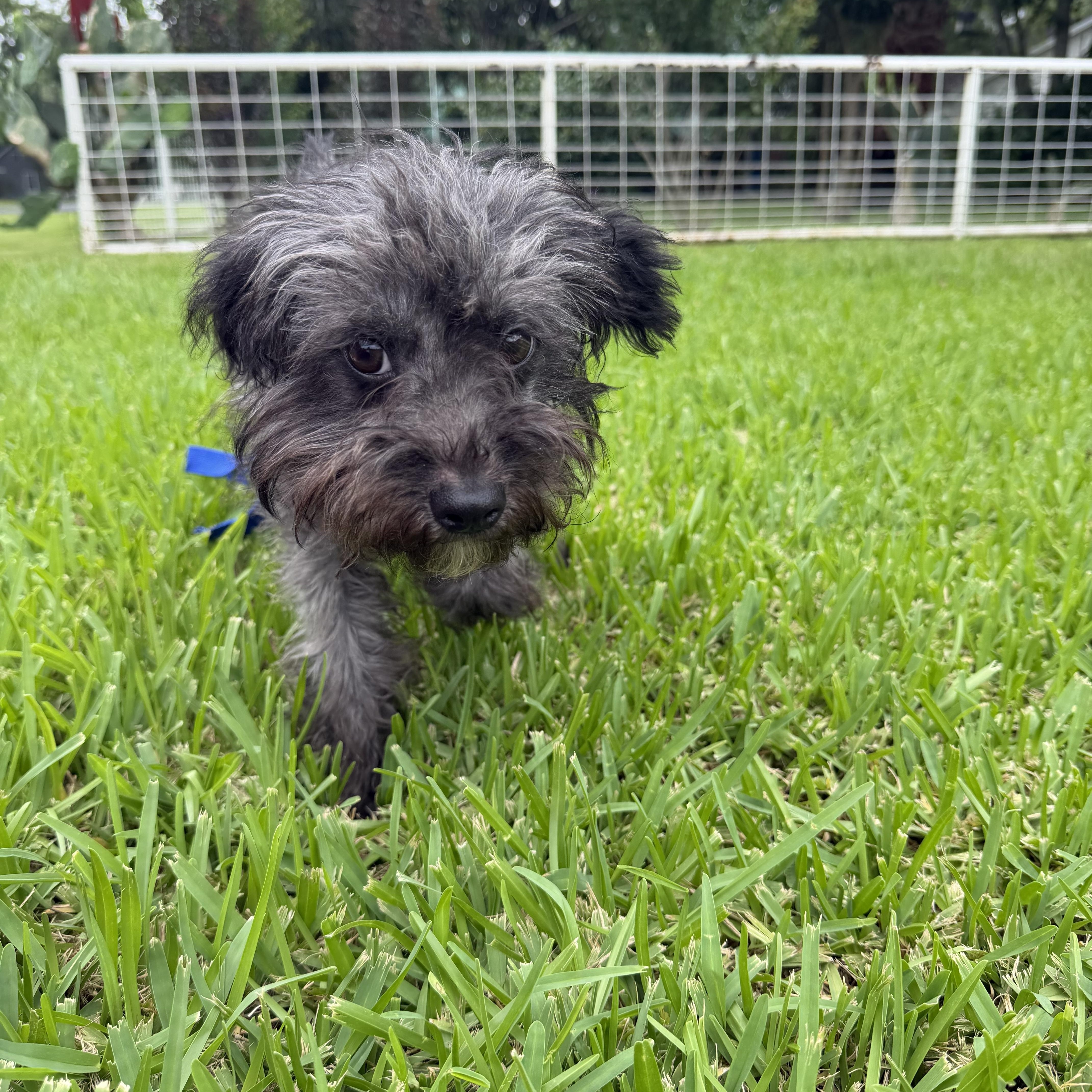 Heiress, a ADOPTABLE mixed breed in Westerly, RI image 1/3