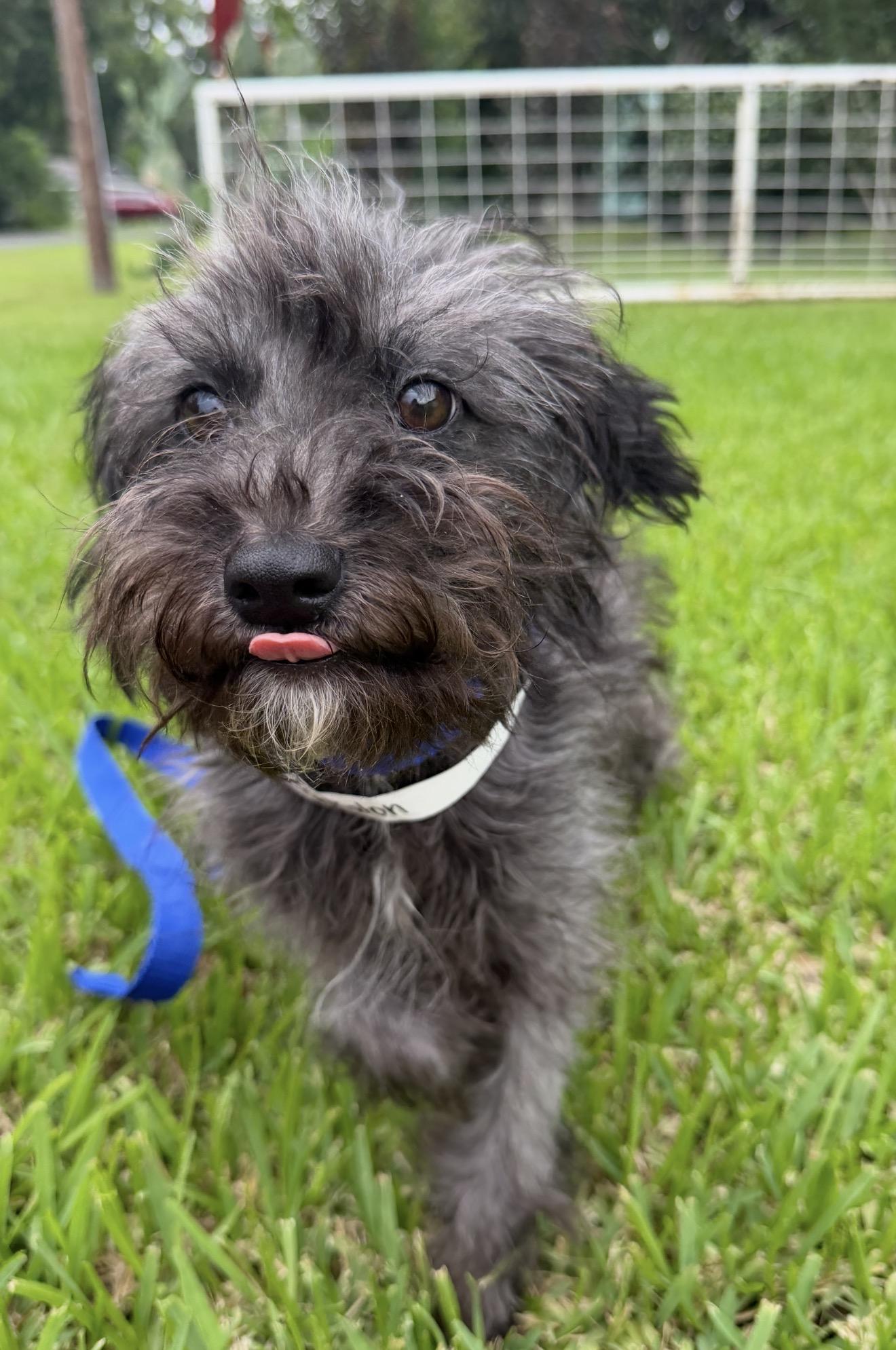 Heiress, a ADOPTABLE mixed breed in Westerly, RI image 2/3