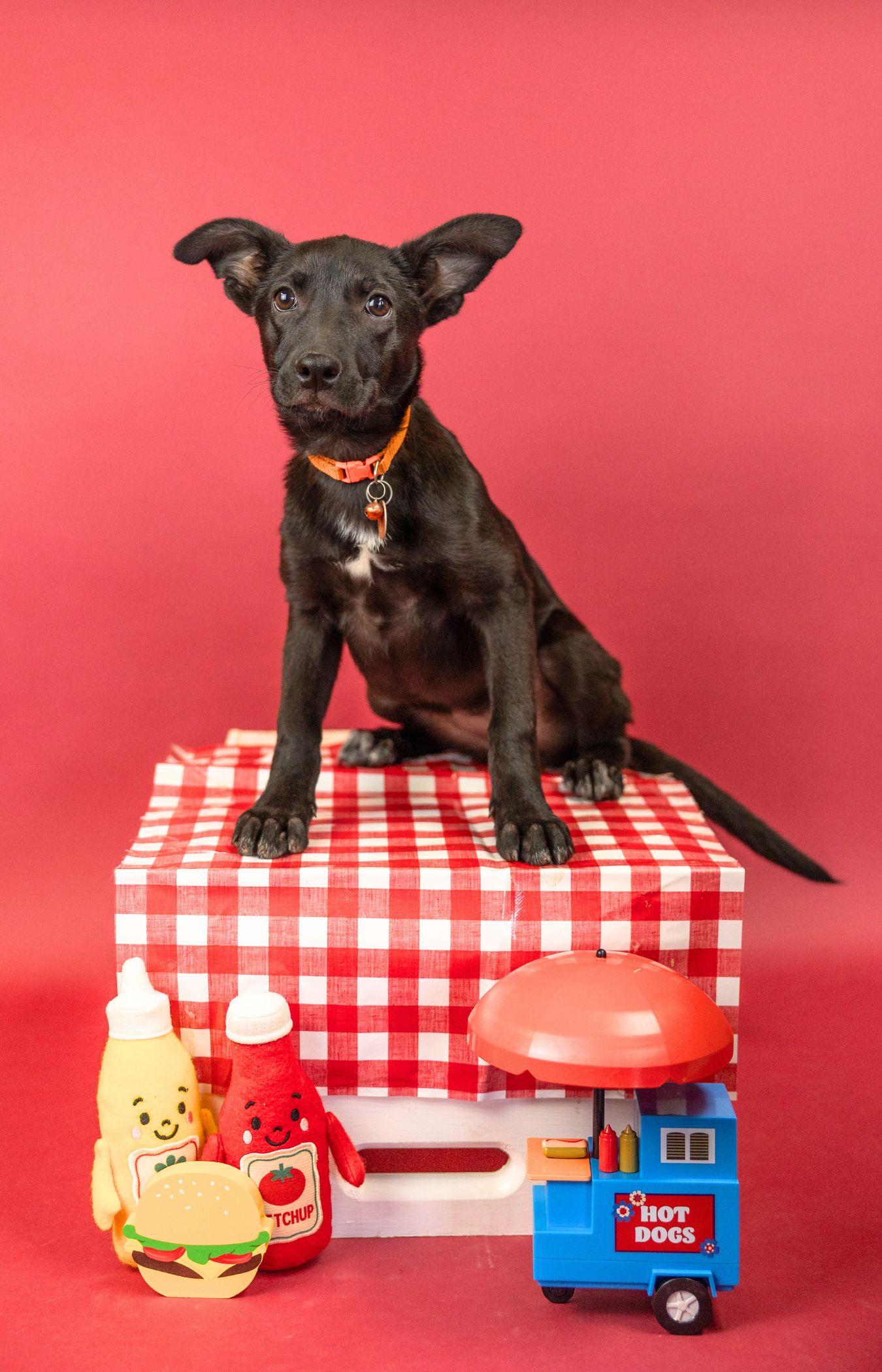572-26, ADOPTABLE, Puppy Female Labrador Retriever.