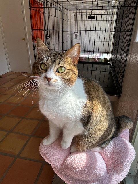 Enlarge Lily, a Adoptable Domestic Short Hair in Dripping Springs, TX image 1/3