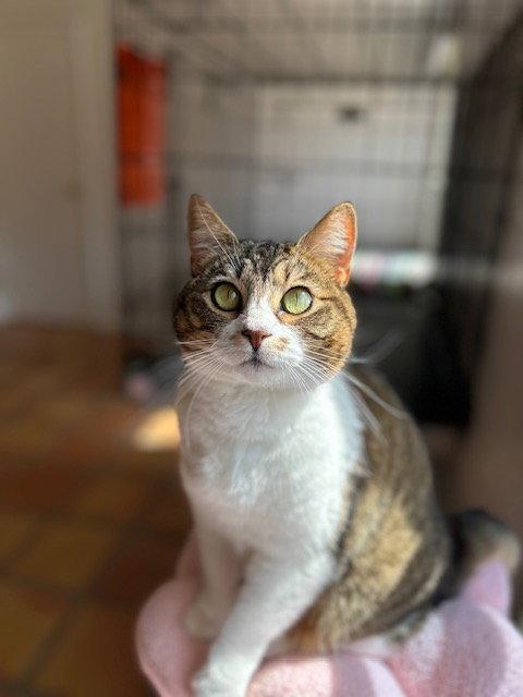 Enlarge Lily, a Adoptable Domestic Short Hair in Dripping Springs, TX image 2/3