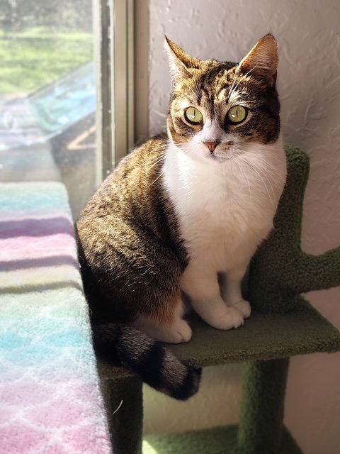 Enlarge Lily, a Adoptable Domestic Short Hair in Dripping Springs, TX image 3/3