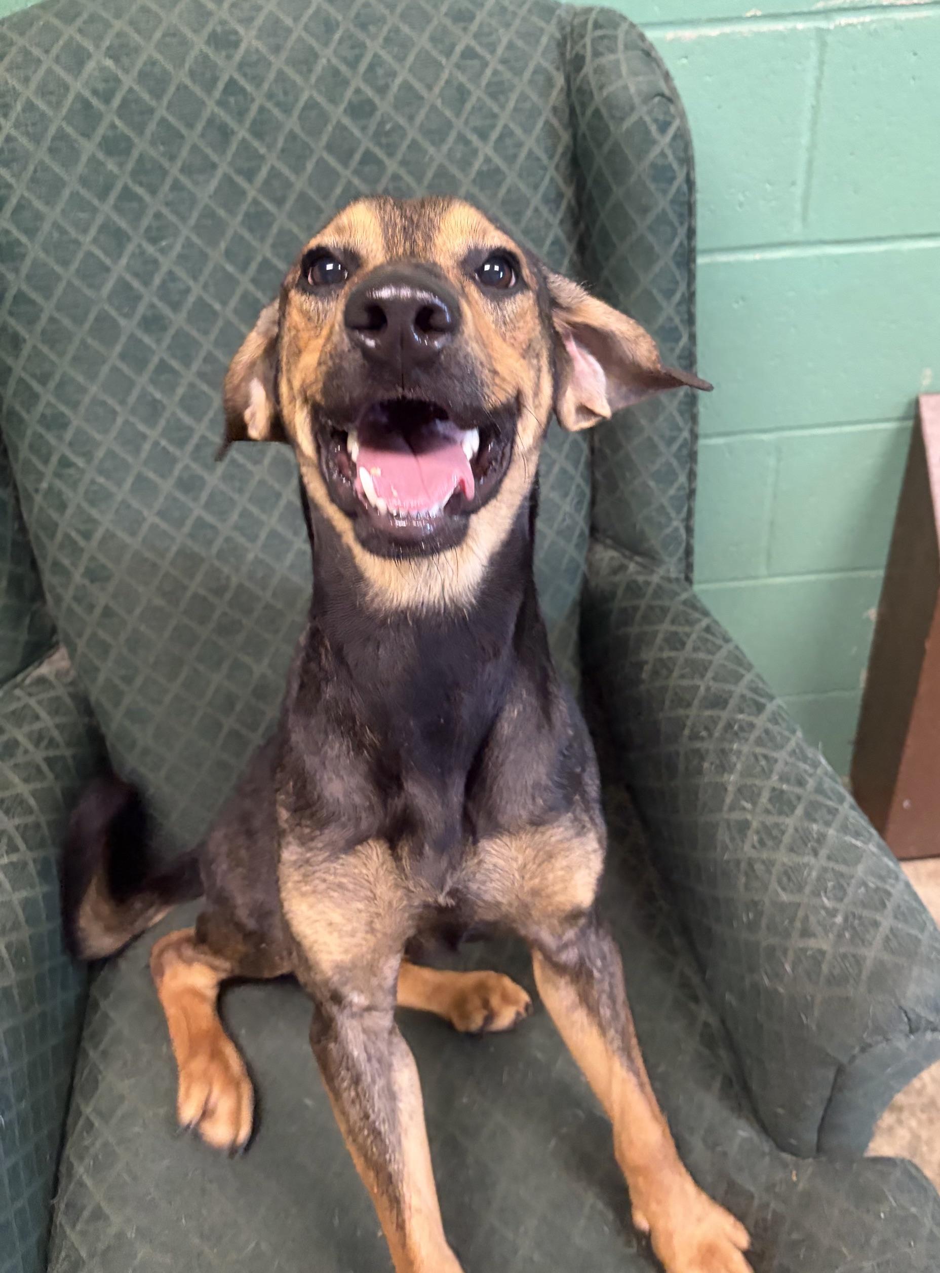 Enlarge Jonah, a Adopted mixed breed in Seneca, PA image 1/3