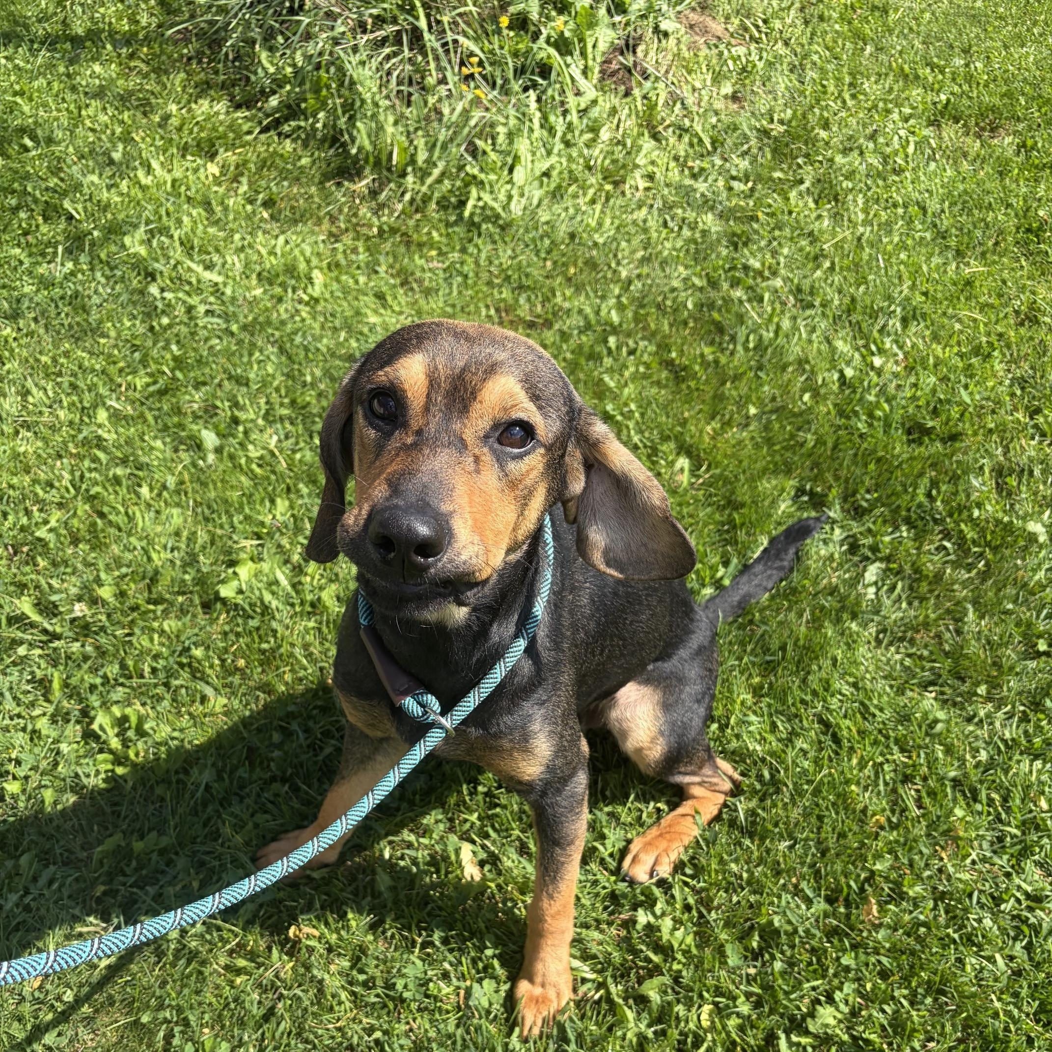 Enlarge Jonah, a Adopted mixed breed in Seneca, PA image 3/3