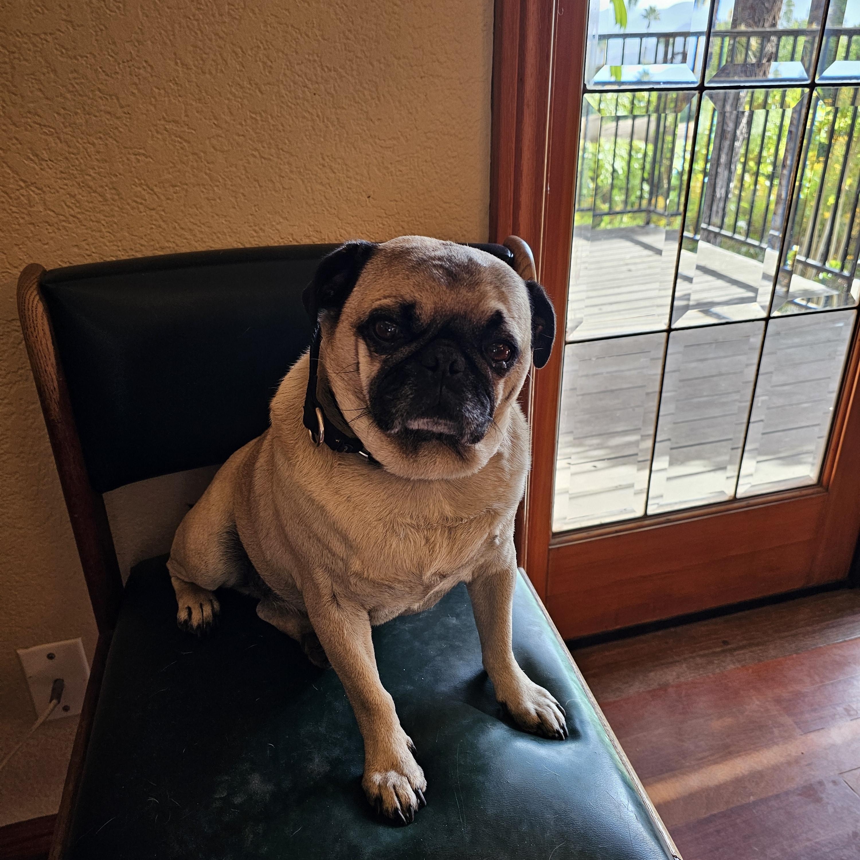 KC, adopted, Adult Male Pug.