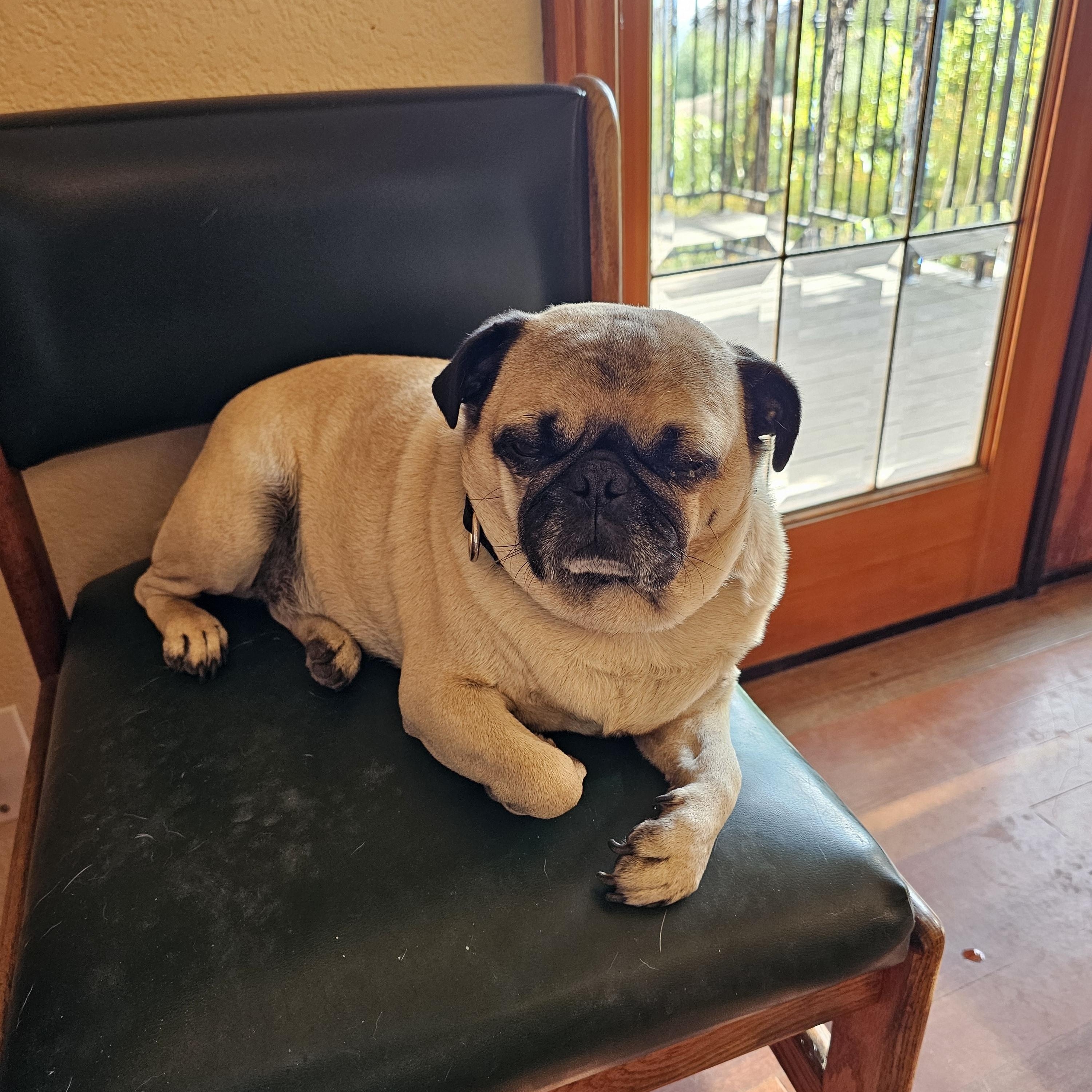 Enlarge KC, an adopted Pug in La Mesa, CA image 2/2