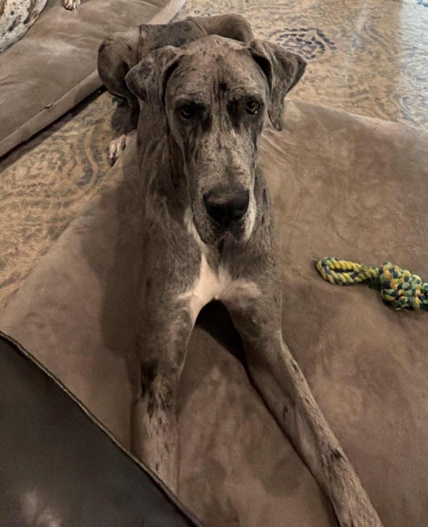 Pepper, Adoptable, Young Female Great Dane.