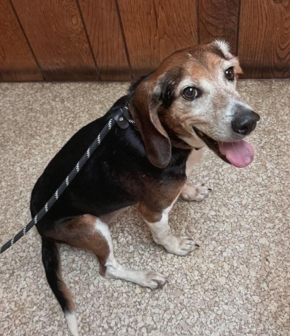 Denton, Adoptable, Senior Male Beagle.