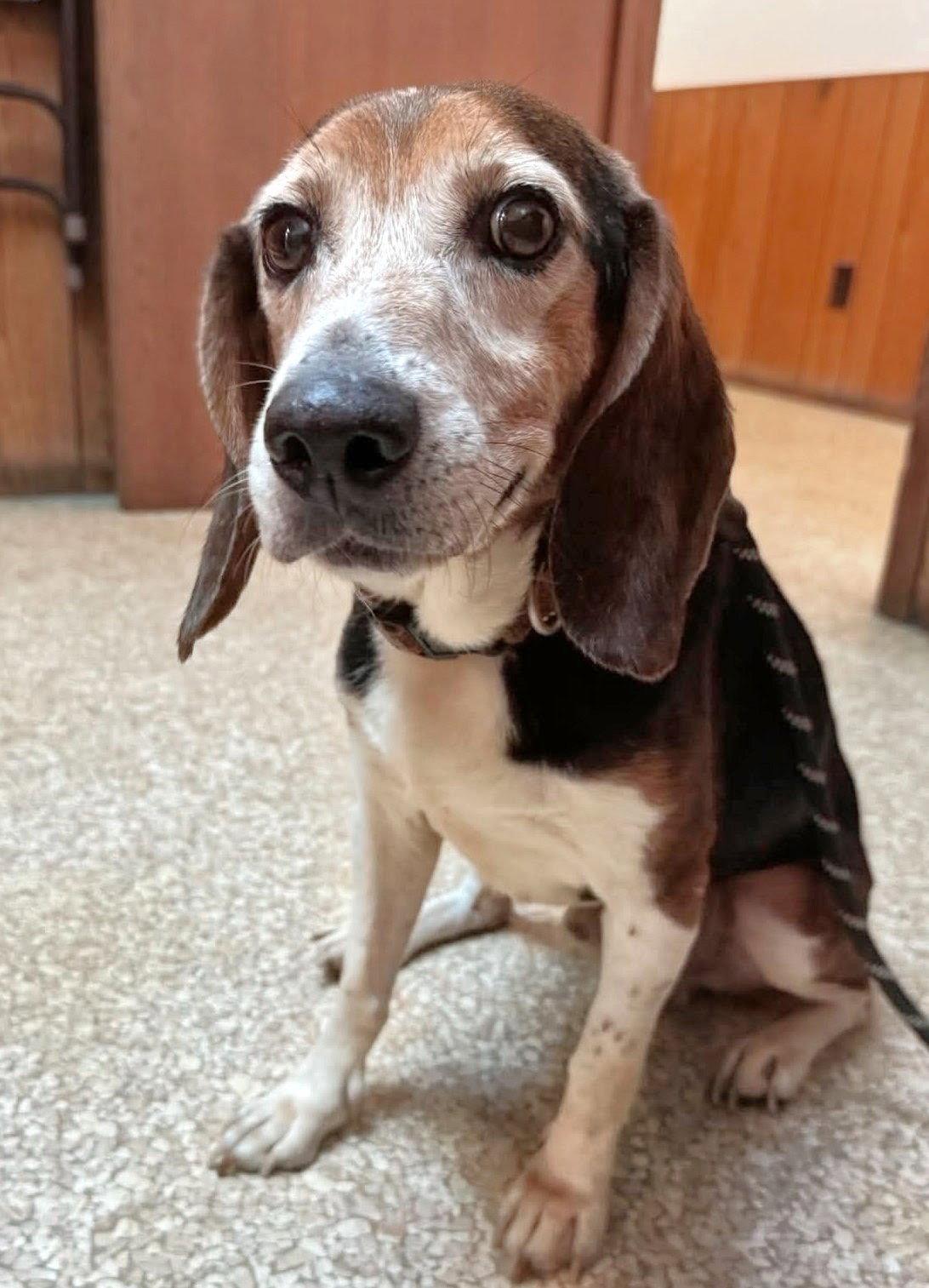 Enlarge Denton, a Adoptable Beagle in Dunnellon, FL image 2/3