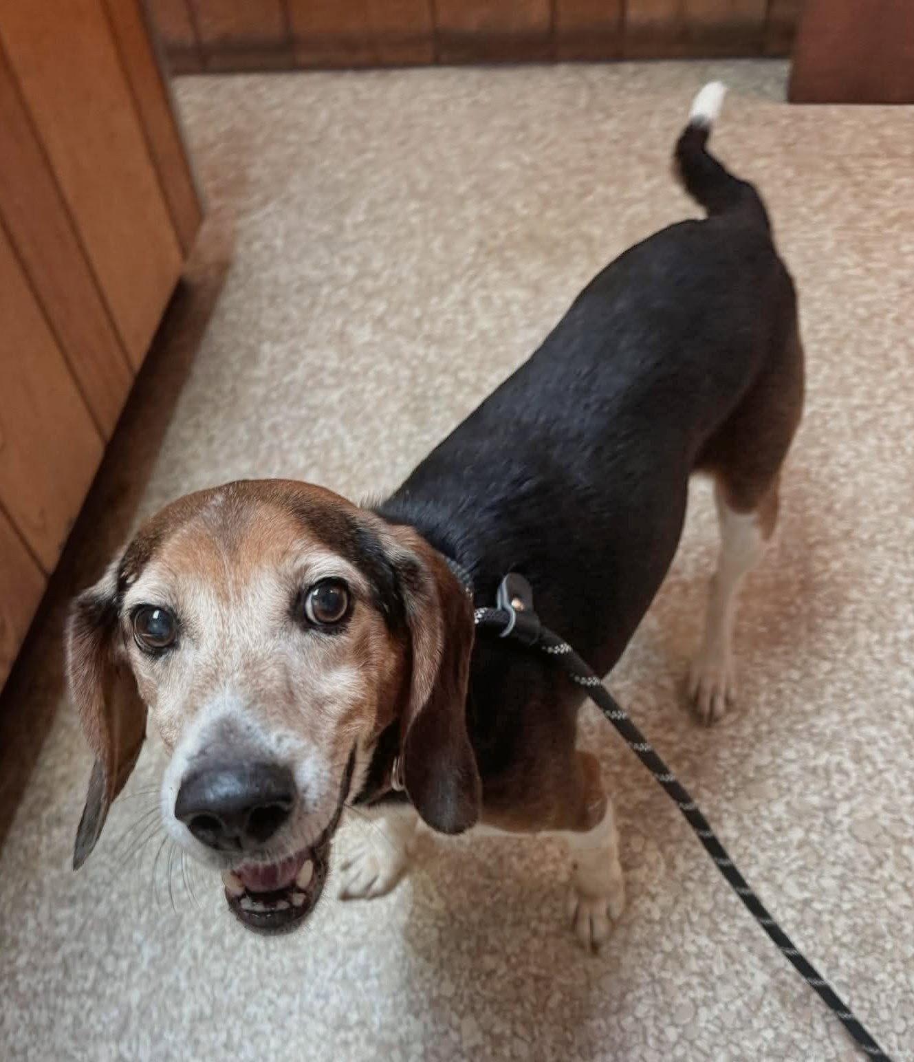 Enlarge Denton, a Adoptable Beagle in Dunnellon, FL image 3/3