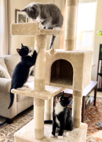 Enlarge Ryan, Sasha, and Sarah, a Adoptable American Shorthair in Union City, NJ image 2/5