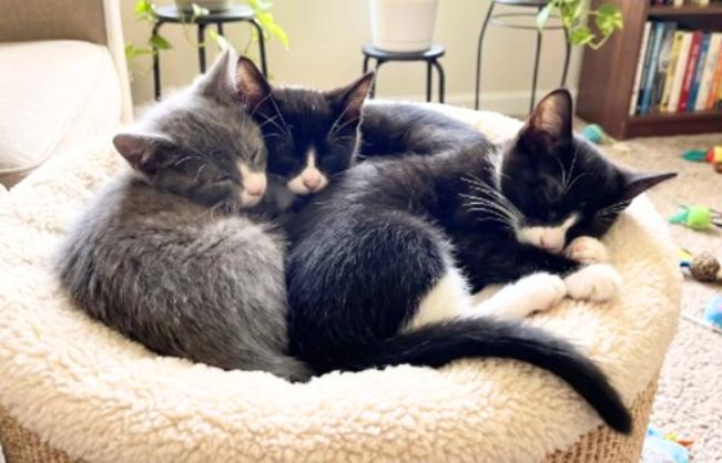 Enlarge Ryan, Sasha, and Sarah, a Adoptable American Shorthair in Union City, NJ image 4/5