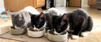 Enlarge Ryan, Sasha, and Sarah, a Adoptable American Shorthair in Union City, NJ image 5/5