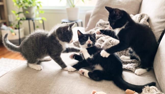 Enlarge Ryan, Sasha, and Sarah, a Adoptable American Shorthair in Union City, NJ image 3/5