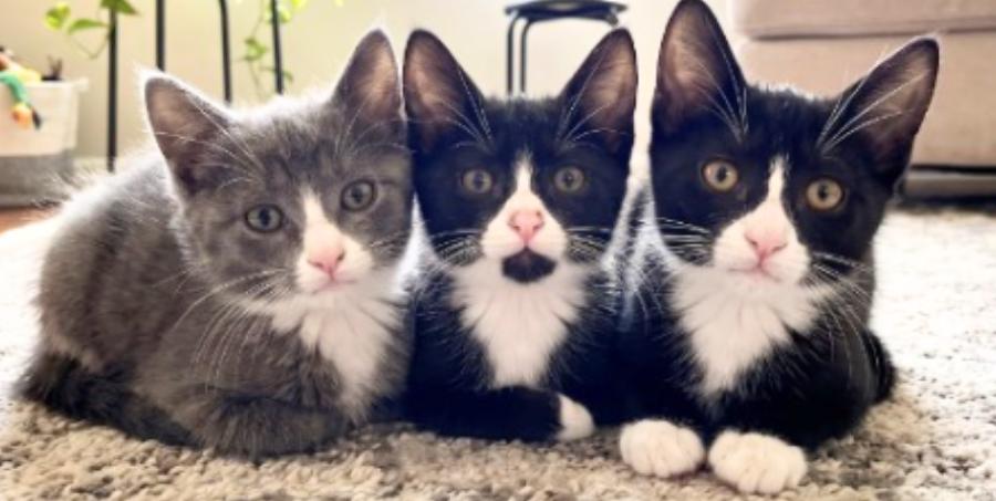 Ryan, Sasha, and Sarah, Adoptable, Kitten Female American Shorthair.