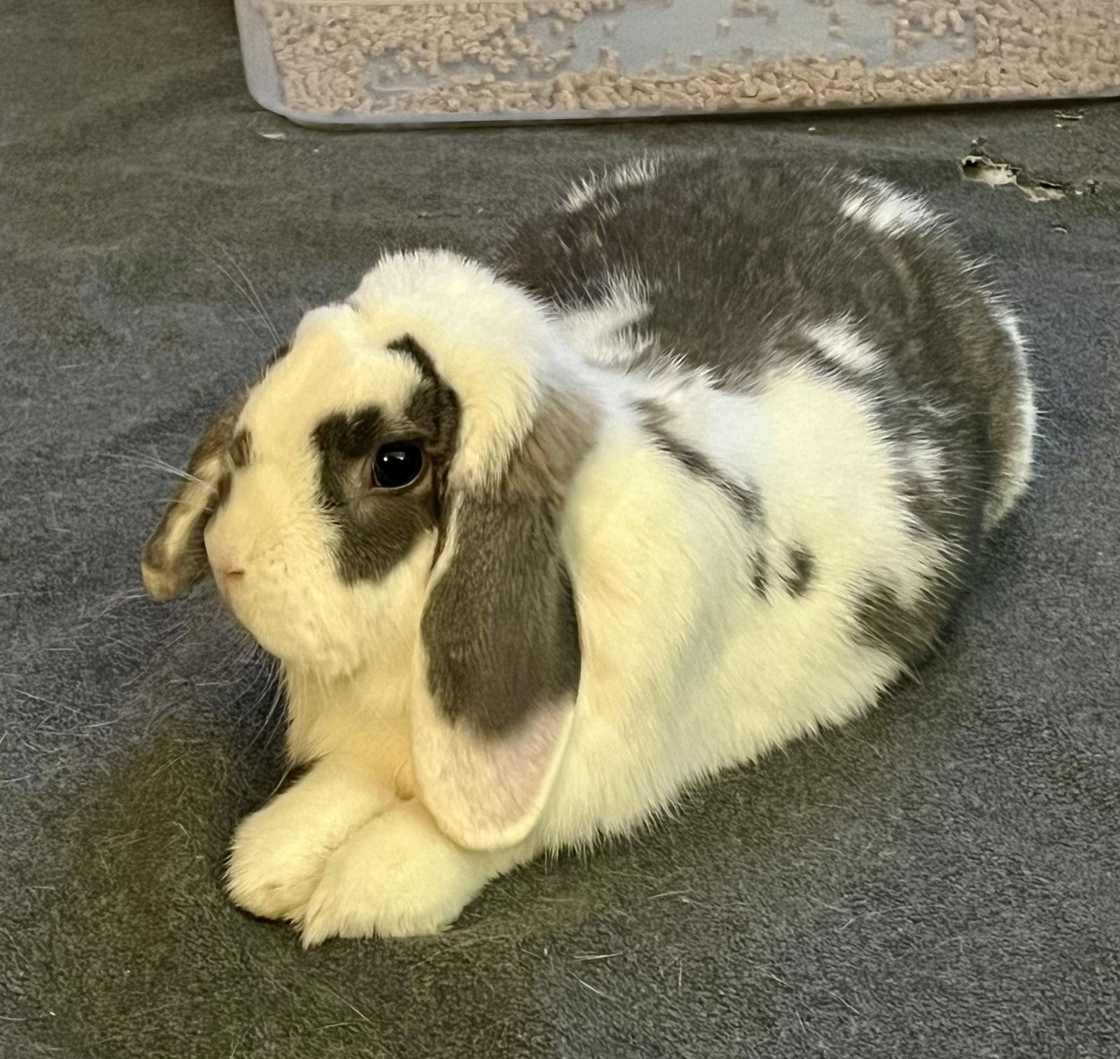 Enlarge Ozzy, a Adopted Mini Lop in Marshfield, WI image 1/2