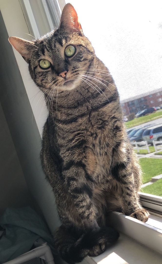 Enlarge Luna, a Adoptable Domestic Short Hair in Boiling Springs, PA image 1/1