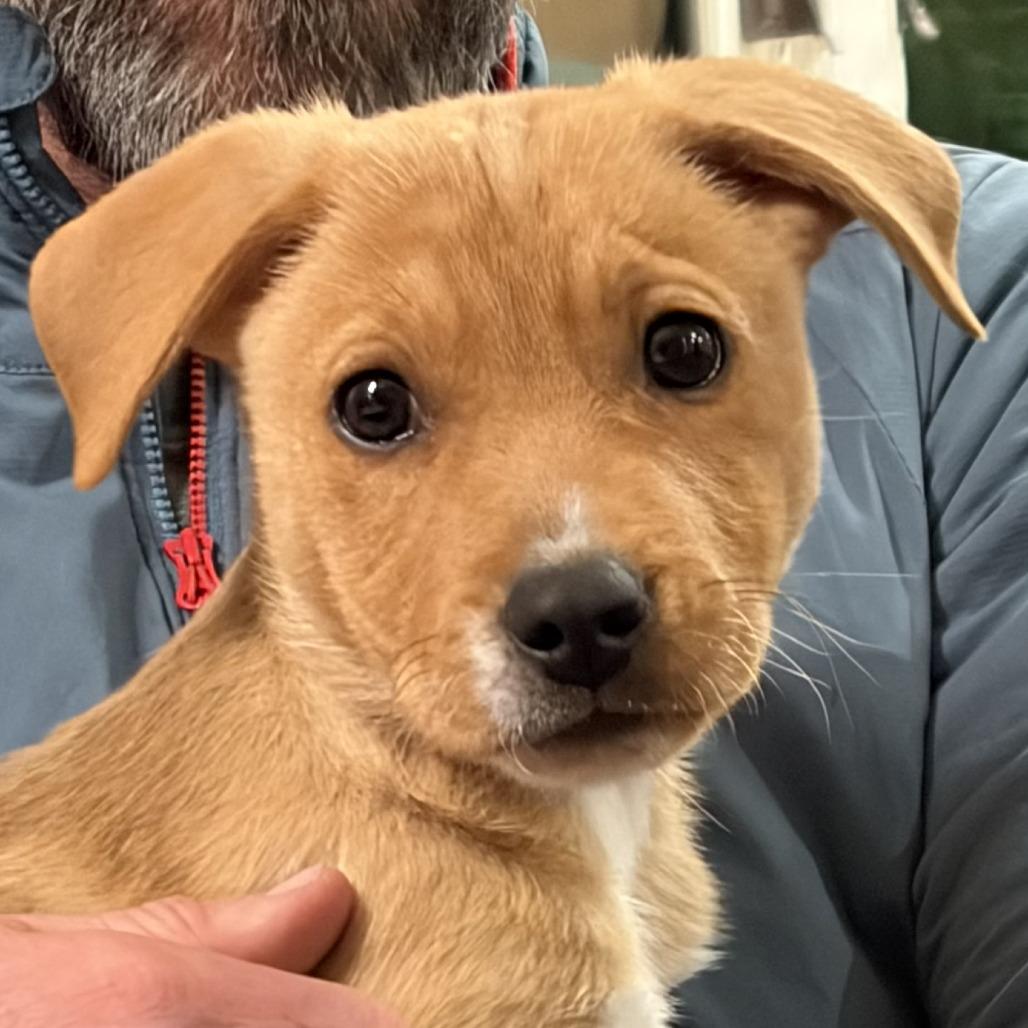 Enlarge Lucy, a Adoptable Mixed Breed in Hailey, ID image 1/6