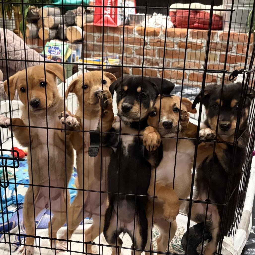 Enlarge Lucy, a Adoptable Mixed Breed in Hailey, ID image 2/6