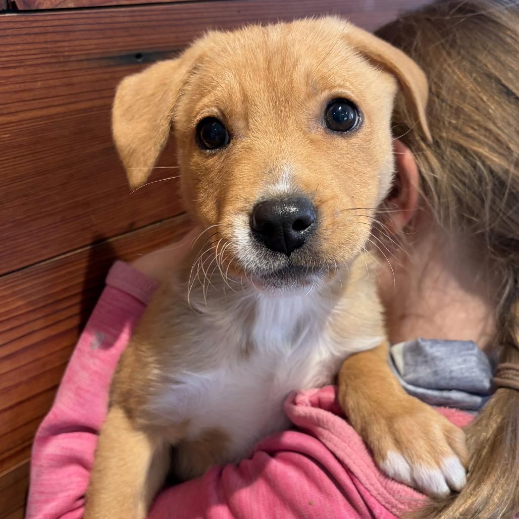 Enlarge Lucy, a Adoptable Mixed Breed in Hailey, ID image 3/6