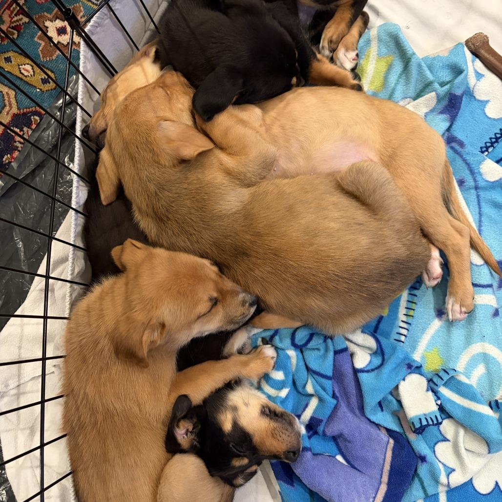 Enlarge Lucy, a Adoptable Mixed Breed in Hailey, ID image 4/6