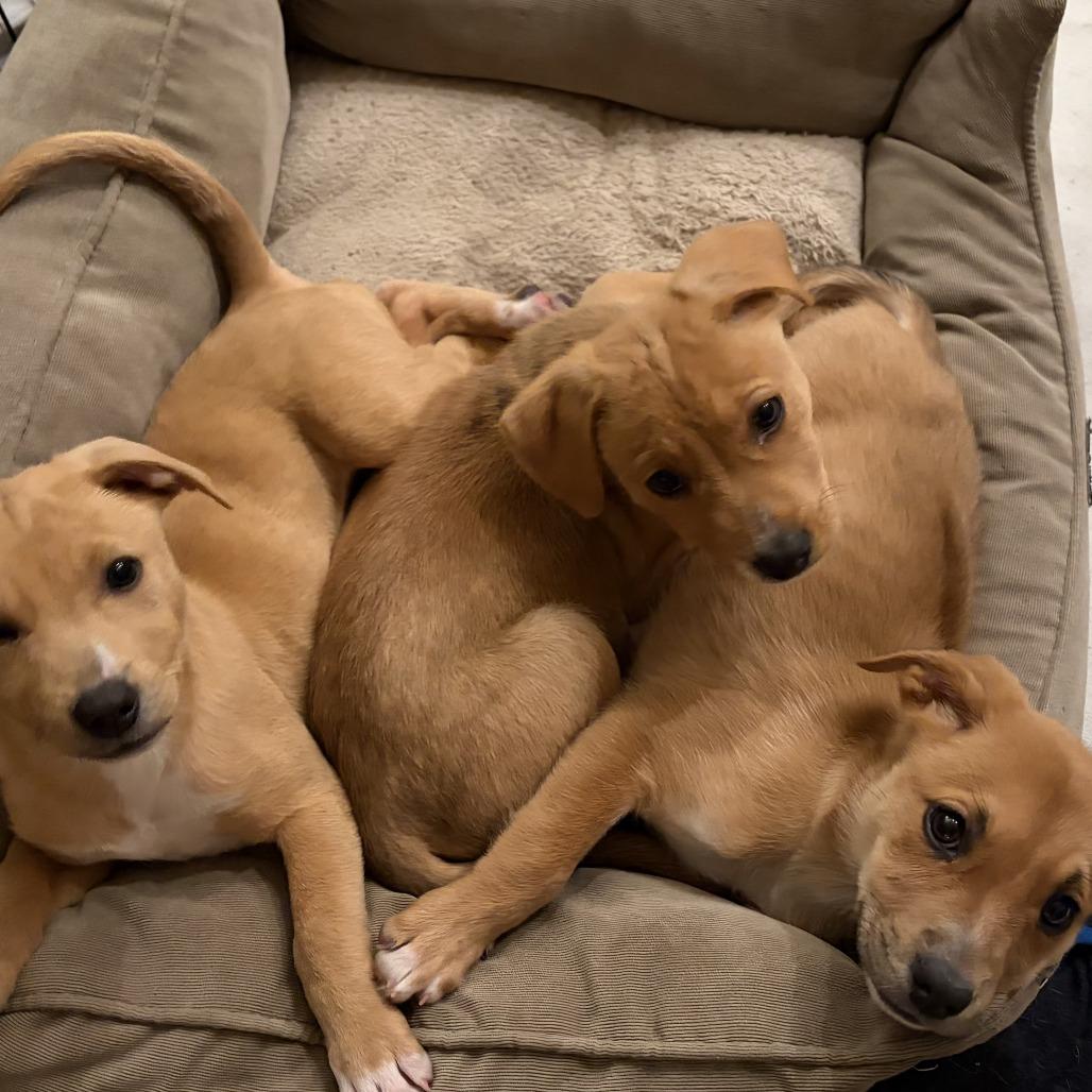 Enlarge Lucy, a Adoptable Mixed Breed in Hailey, ID image 5/6