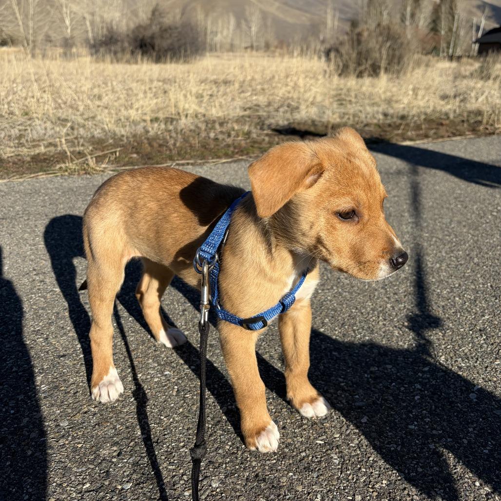 Enlarge Lucy, a Adoptable Mixed Breed in Hailey, ID image 6/6