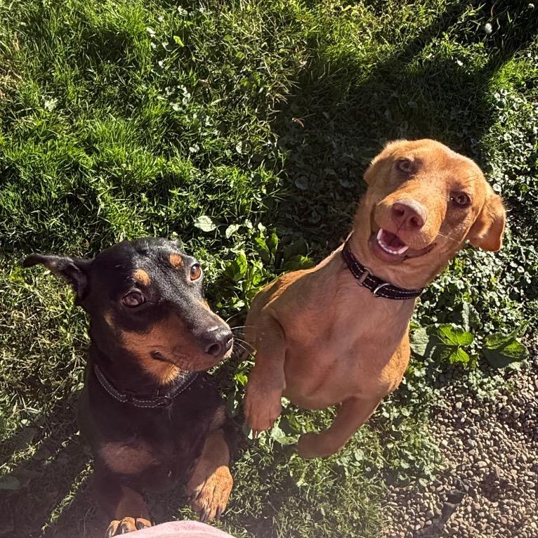 Thunder, Adoptable, Young Female Dachshund & Mixed Breed.