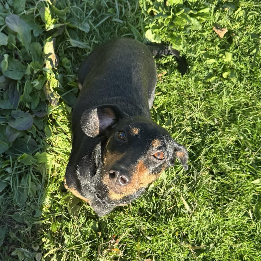Enlarge Thunder, a Adoptable mixed breed in Kittanning, PA image 3/5