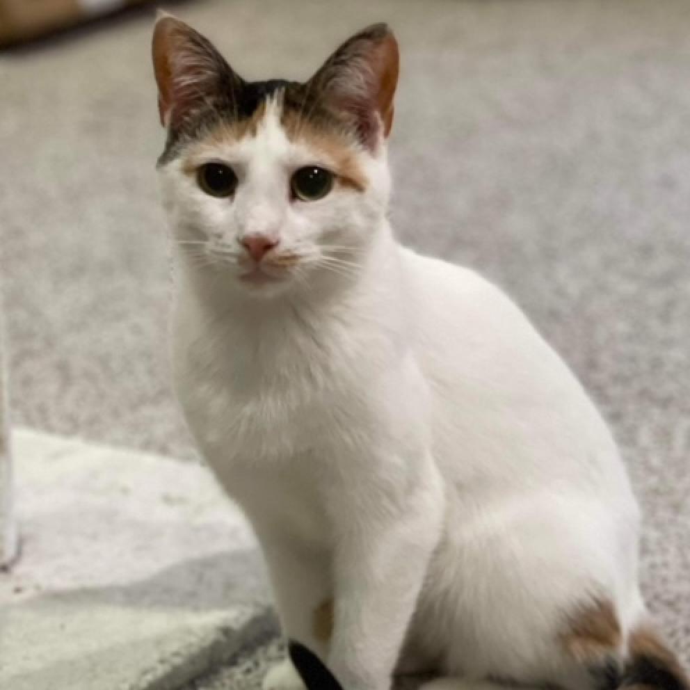 Patches 2, Adoptable, Adult Female Domestic Short Hair.