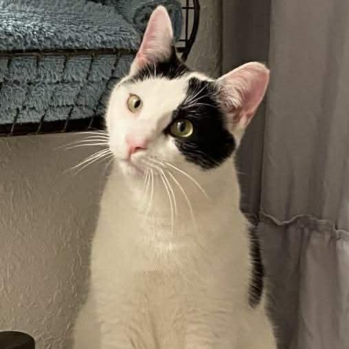 Edgar Allen Paw, Adoptable, Adult Male Domestic Short Hair.