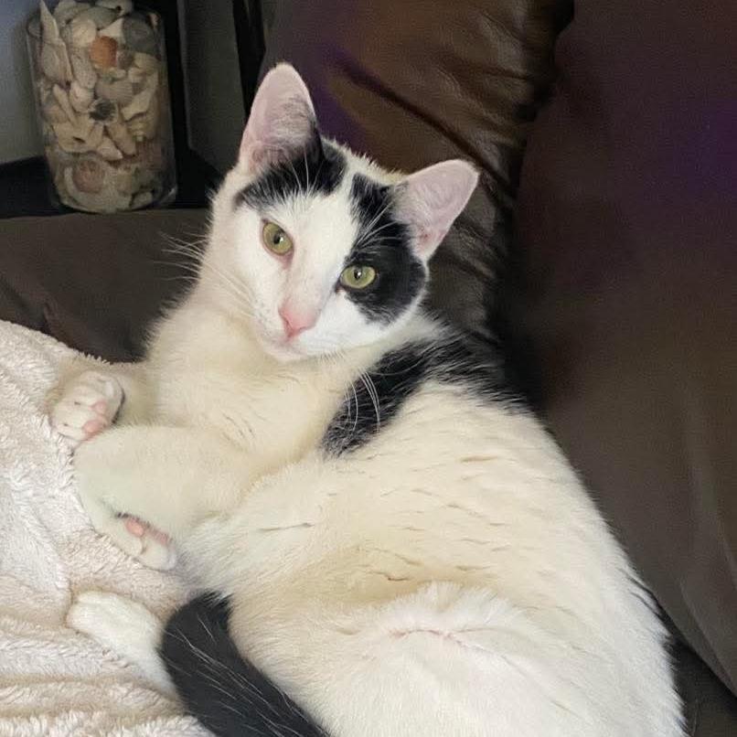 Enlarge Edgar Allen Paw, a Adoptable Domestic Short Hair in Winchester, VA image 3/6