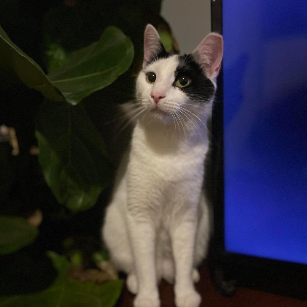 Enlarge Edgar Allen Paw, a Adoptable Domestic Short Hair in Winchester, VA image 4/6