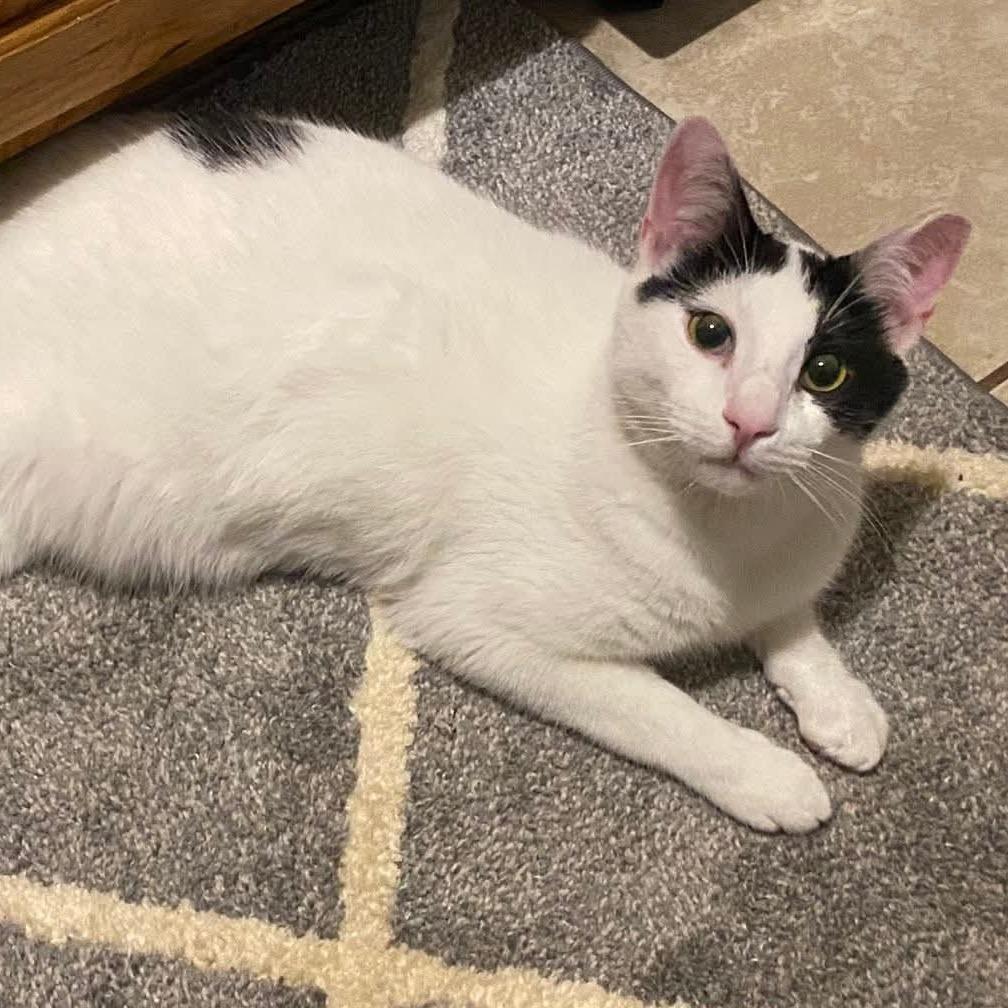 Enlarge Edgar Allen Paw, a Adoptable Domestic Short Hair in Winchester, VA image 5/6