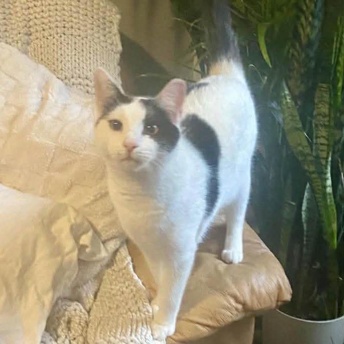 Enlarge Edgar Allen Paw, a Adoptable Domestic Short Hair in Winchester, VA image 6/6
