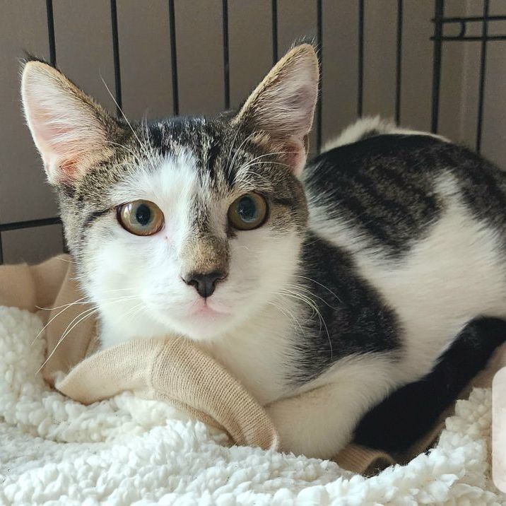 Hobo, Adult Male Domestic Short Hair
