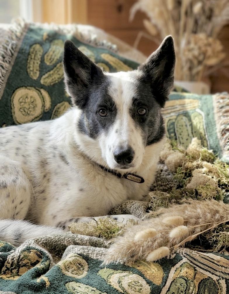 Pickles, adopted, Adult Female Saluki & Pointer.