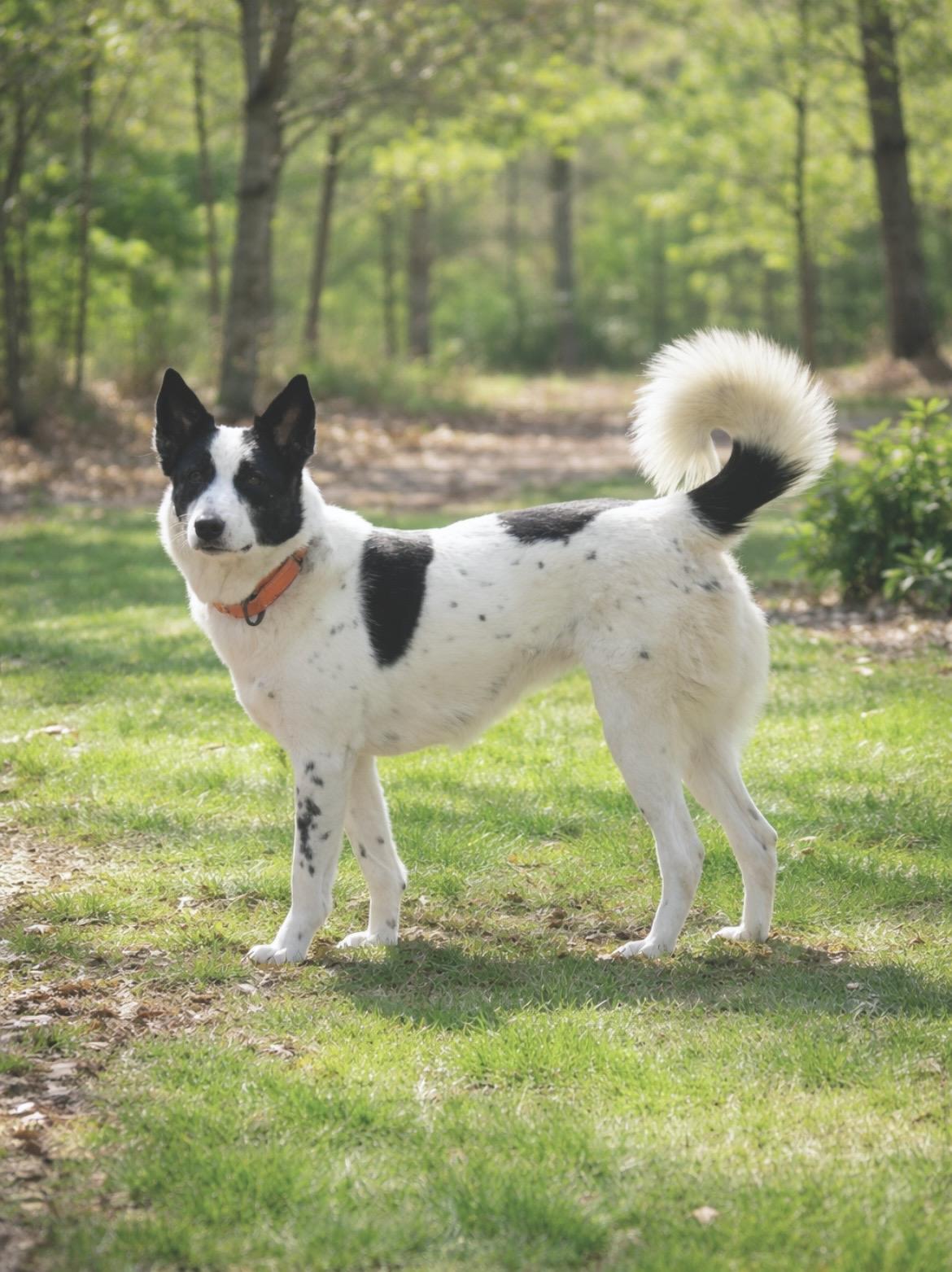 Enlarge Pickles, an adopted mixed breed in Huntingtown, MD image 4/6