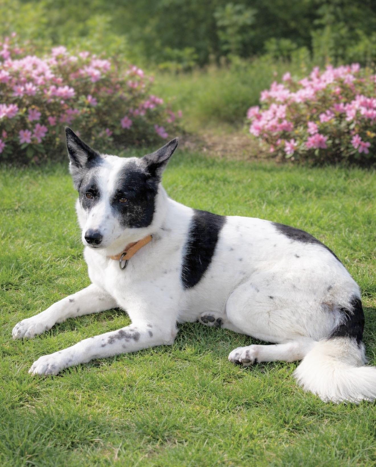Enlarge Pickles, an adopted mixed breed in Huntingtown, MD image 2/6