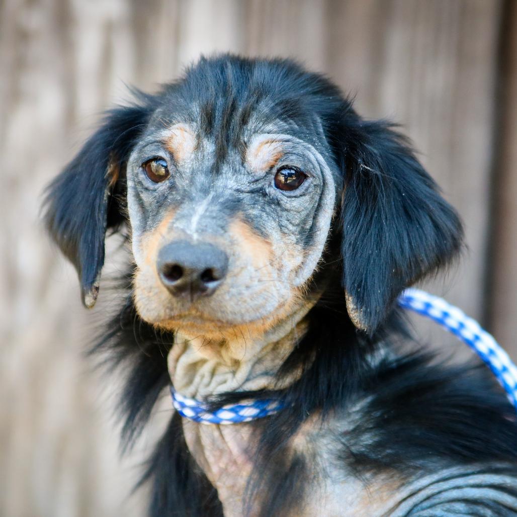 Enlarge Rock N' Roll, a Adoptable mixed breed in Hattiesburg, MS image 1/2