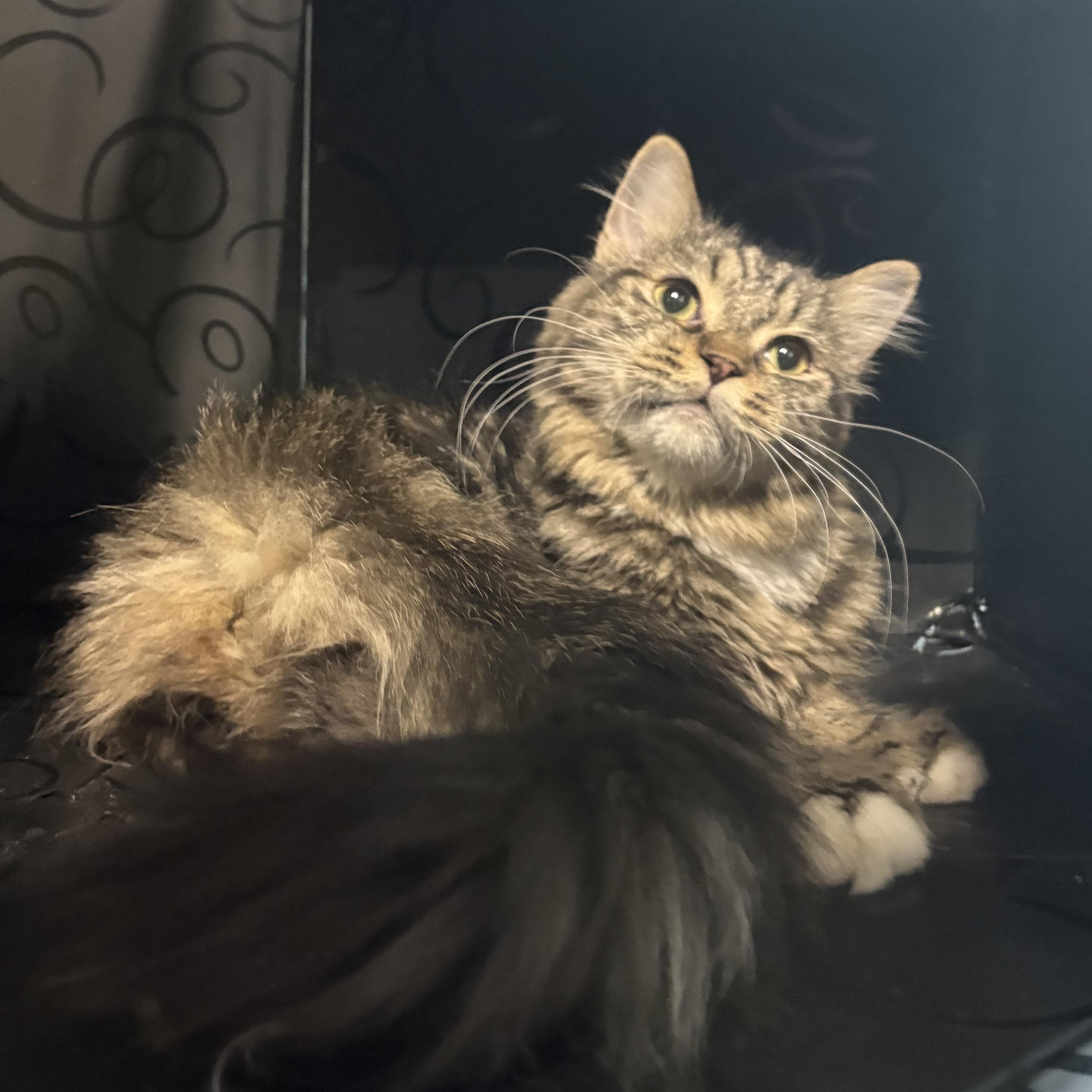 Enlarge Simba, a Adoptable mixed breed in Austintown, OH image 3/4