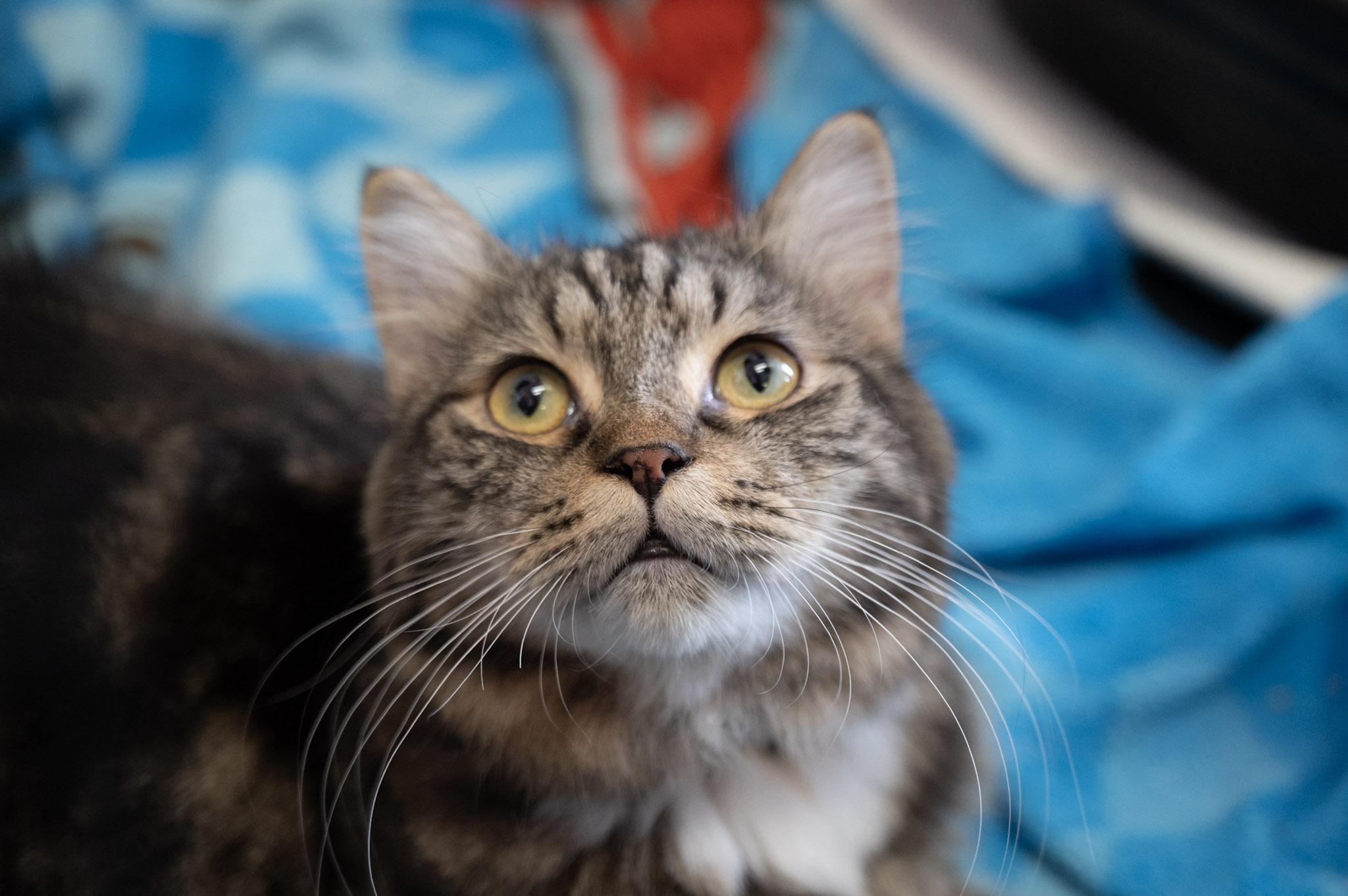 Enlarge Simba, a Adoptable mixed breed in Austintown, OH image 1/4