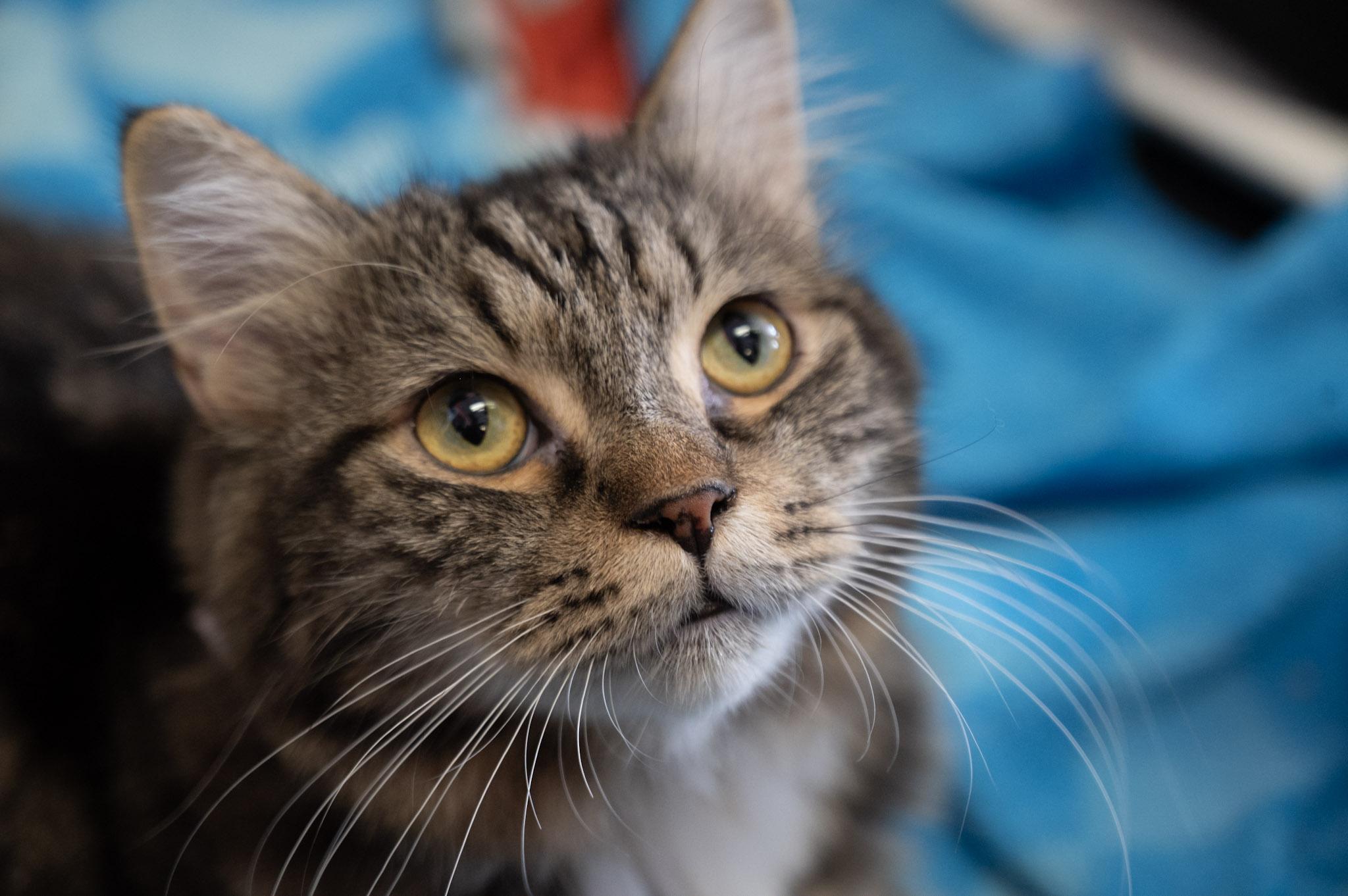 Enlarge Simba, a Adoptable mixed breed in Austintown, OH image 4/4