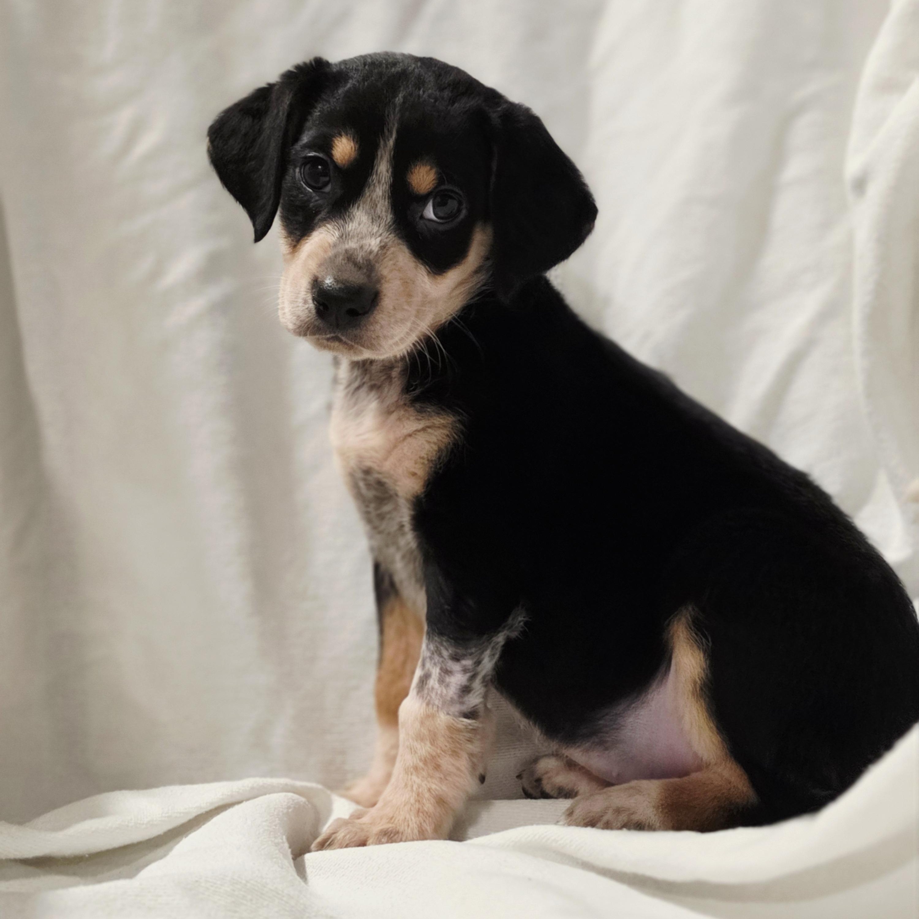 Enlarge Zelda, a Adoptable mixed breed in Blairstown, NJ image 3/6